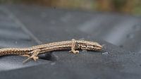 Gecko
