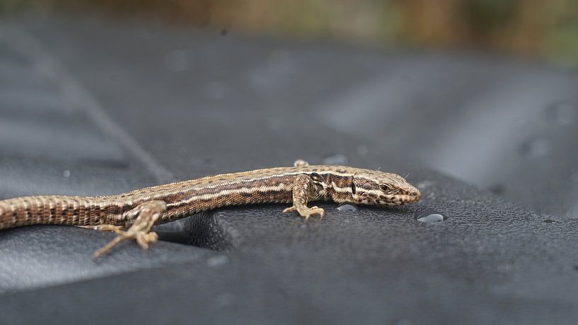Gecko by Timothy Smits