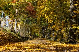 Goldener Herbsttunnel von Lichtlaub Fotografie | Toni Seyfert