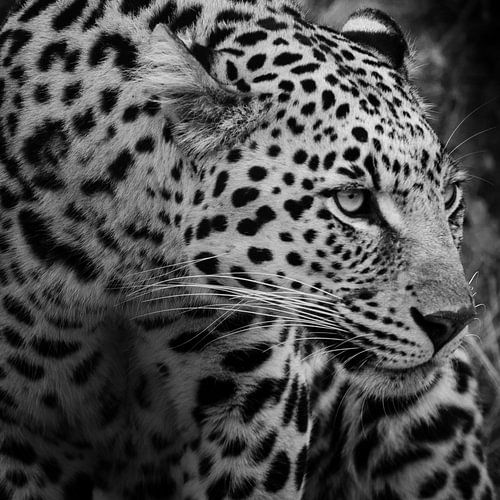 Profil léopard Noir et blanc