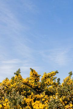 Prachtige gele bloemen tegen een blauwe lucht! van Lydia