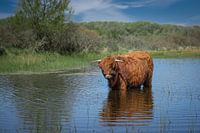 Een schotse hooglander die staat te pootje baden in de zon