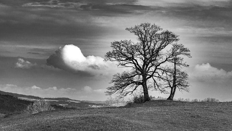 Mächtiger Baum in der Landschaft von Flatfield