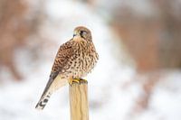 Torenvalkje in winters landschap