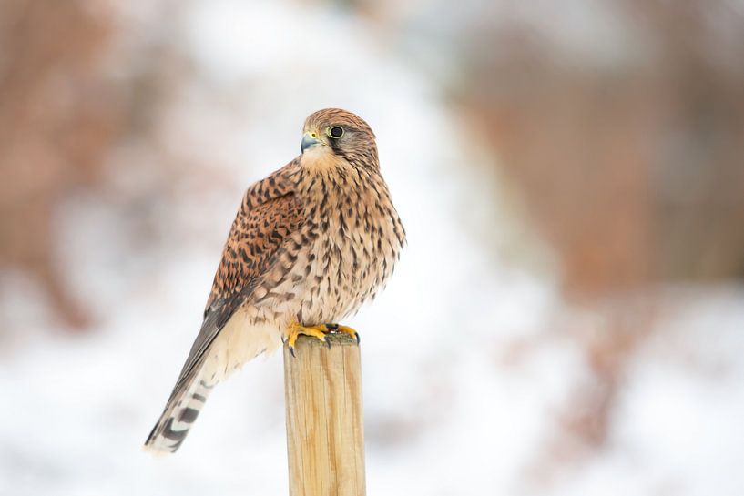 Kestrel in winter landscape by Aukje Ploeg