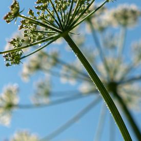 Bärenkrallen im blauen Himmel. von Diane Bonnes