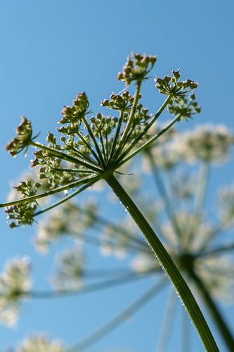 Bear claws in blue sky.