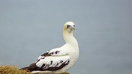 Basstölpel an den Bempton Cliffs