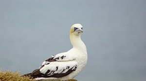 Basstölpel an den Bempton Cliffs