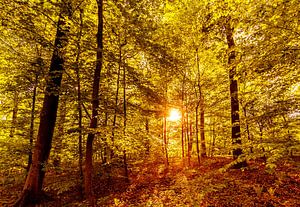 Forêt de contes de fées en contre-jour sur Dieter Walther