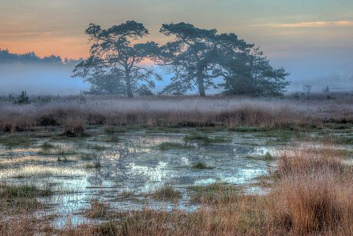 Net voor Zonsopkomst