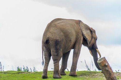 Zie hoe groot en sterk die olifant