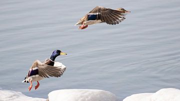 Flying Ducks van Anneke Kroonenberg