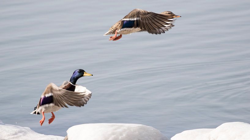 Flying Ducks von Anneke Kroonenberg