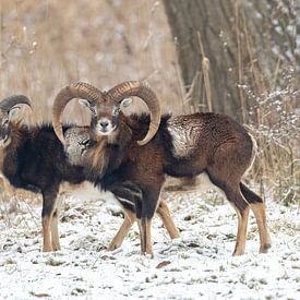 Mouflon van antonvanbeek.nl