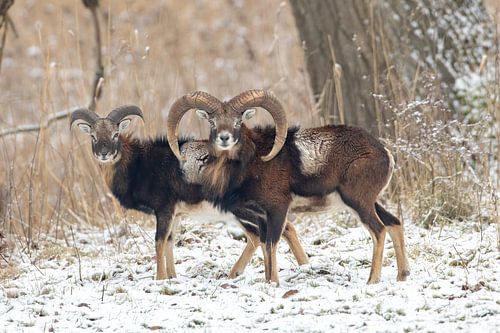 Mouflon