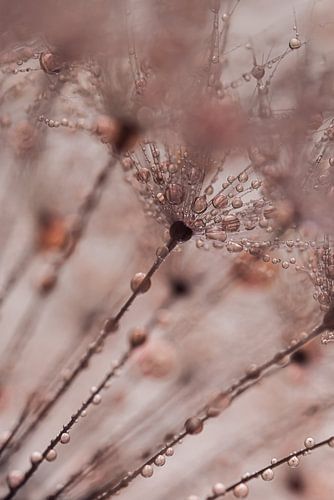 Door de pluisjes heen kijken!