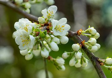 Weiße Blüte im Frühling Stillleben