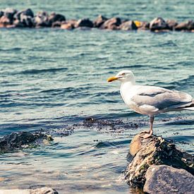 seagull sitting on a rock by Cindy van der Sluijs