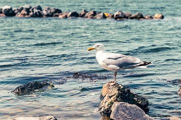 seagull sitting on a rock