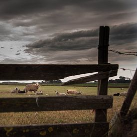 Texelse schapen op de Hoge Berg sur Jitske Cuperus-Walstra