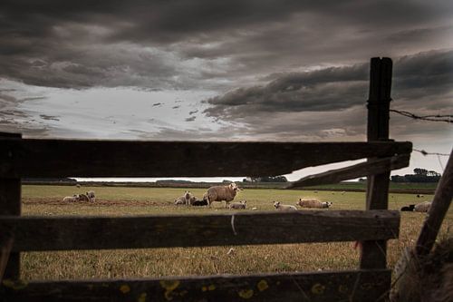 Texelse schapen op de Hoge Berg
