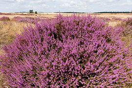 Blooming heather by Merijn Loch