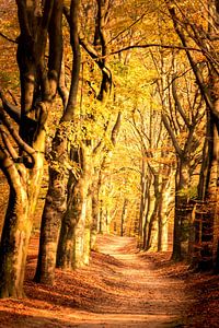 Pfad durch einen Buchenwald im Herbst im Naturschutzgebiet Veluwe