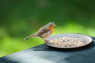 roodborstje by John van Weenen thumbnail