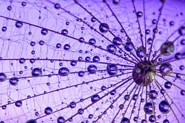 Purple Maze by Esther van Overbeek