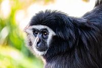Monkey in AquaZoo