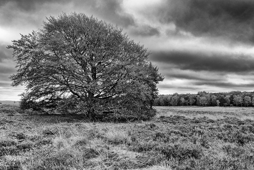 Herbst in der Ginkel-Heide bei Ede von Rijk van de Kaa