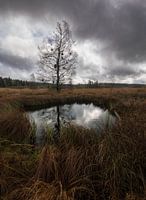 Serene bog pond in the Belgian Ardennes: A Moment of Reflection