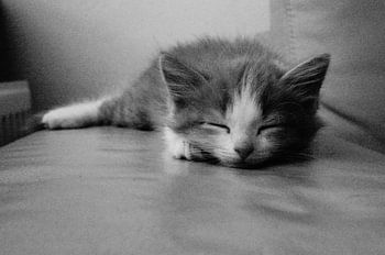 Chaton noir et blanc