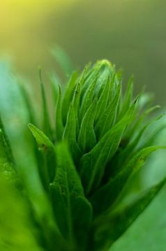 Beaux-arts romantiques sur Karijn | Fine art Natuur en Reis Fotografie