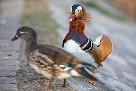 Mandarin duck pair 2 by t.ART