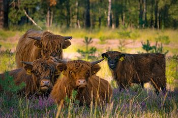 Photo de famille Highlander