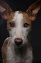 Bruin witte hond met grote oren von R Alleman Miniaturansicht
