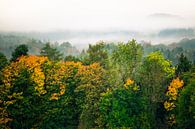 Wald im Nebel van Holger Debek thumbnail