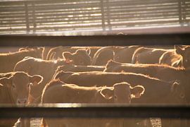 Koeien in de Spaanse zon by Tineke Mols