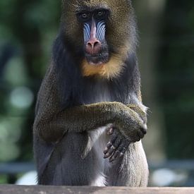 Monkey by Rodney Pauwels