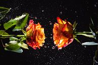 Zwei Rosen von Nando Harmsen Miniaturansicht