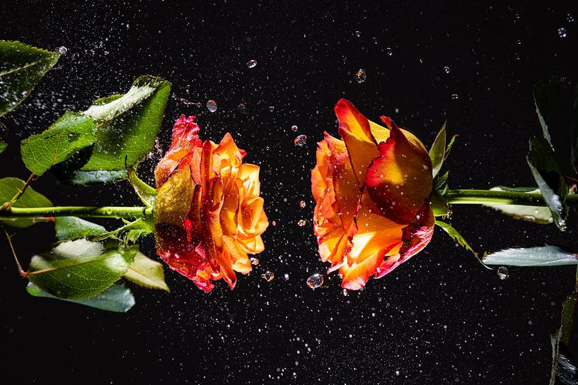 Zwei Rosen von Nando Harmsen