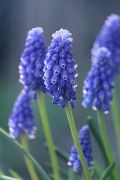 Beautiful Blue Muscari Flowers by Imladris Images