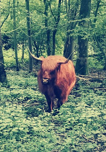 Highlander roaming free