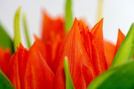 Aliquam tulips by Photoart-Naegele