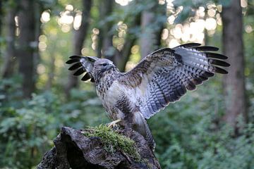 Buizerd van Marcel Hillebrand