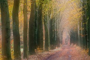 Sentier forestier idyllique en automne