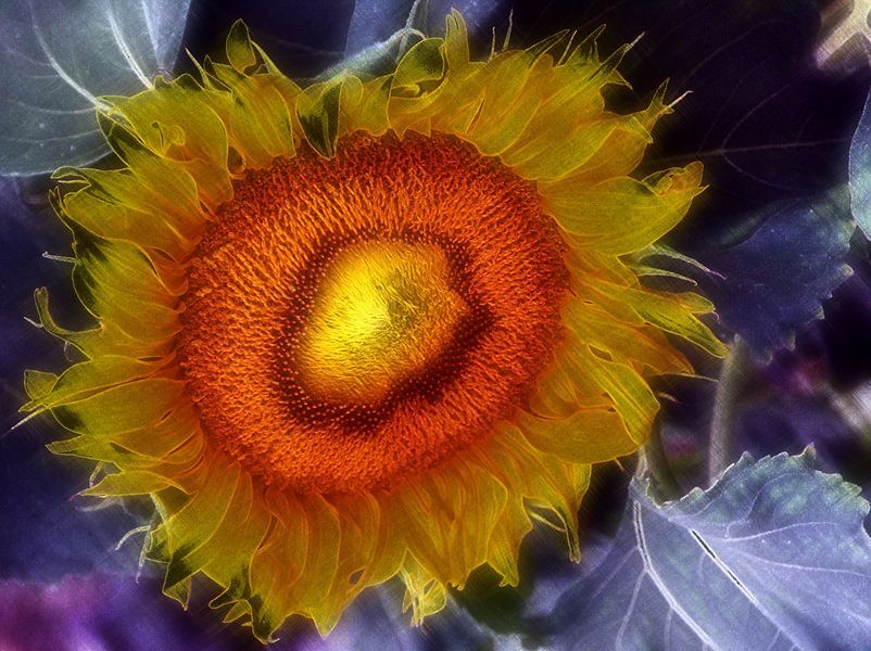 Kunst van de zonnebloem van Edgar Schermaul