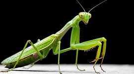 Tableau mural macro représentant une mante religieuse verte, photographie d'insecte en gros plan